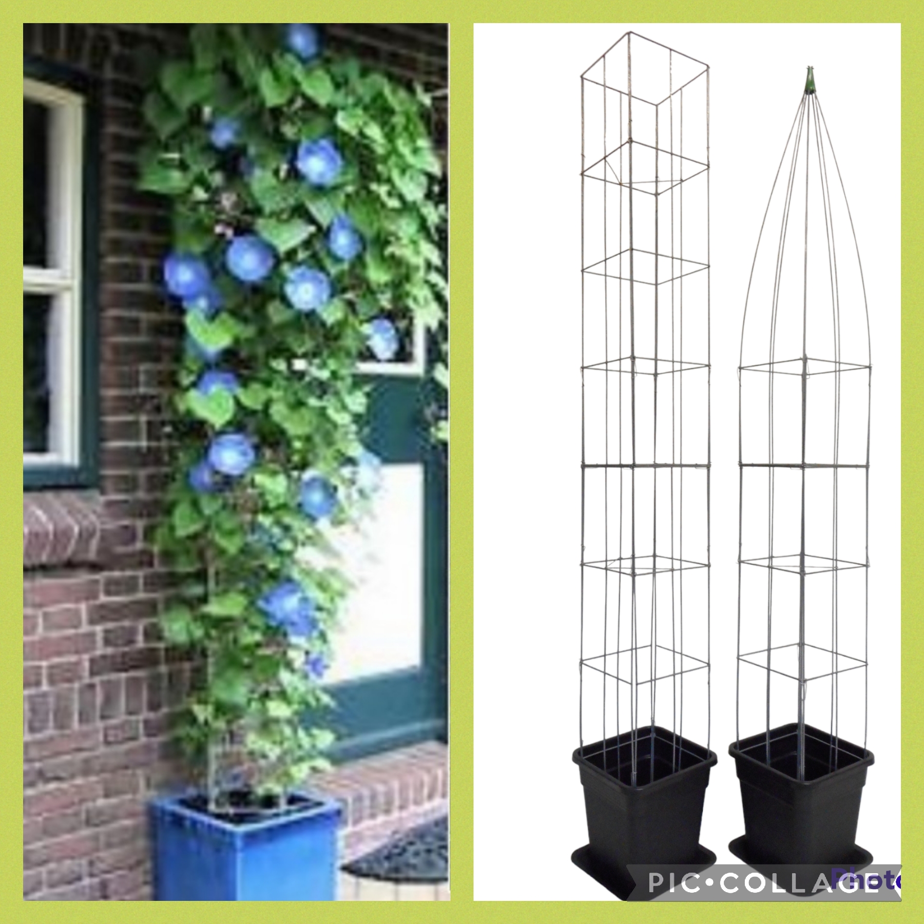 VERLANGEN NAAR HET VOORJAAR